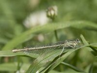 Platycnemis pennipes 28, Blauwe breedscheenjuffer, Willem van Kruijsbergen
