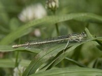 Platycnemis pennipes 29, Blauwe breedscheenjuffer, Willem van Kruijsbergen