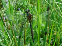 Somatochlora flavomaculata 7, Gevlekte glansdlibel, Saxifraga-Hans Grotenhuis