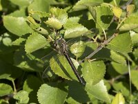 Somatochlora metallica 4, Metaalglanslibel, Saxifraga-Willem van Kruijsbergen