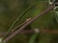Sympecma fusca 58, Bruine winterjuffer, Saxifraga-Jan van der Straaten