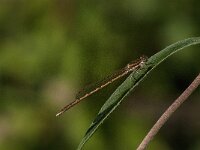 Sympecma fusca 61, Bruine winterjuffer, Saxifraga-Jan van der Straaten