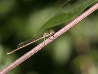 Sympecma fusca 69, Bruine winterjuffer, Saxifraga-Jan van der Straaten