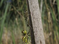 Sympetrum danae 11, Zwarte heidelibel, Saxifraga-Rob Felix : Animalia, Arthropoda, Insecta, Odonata, animal, arthropod, dargonfly, dier, dieren, geleedpotige, geleedpotigen, insect, insecten, juffer, libel, libellen