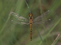 Sympetrum danae 8, Zwarte heidelibel, Saxifraga-Luc Hoogenstein