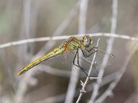Sympetrum fonscolombii 15, Zwervende heidelibel, female, Saxifraga-Bart Heijne : 2024, Barranco de Cabezogancho, Las Bárdenas Reales, Navarra, Spanje, Sympetrum fonscolombii, april, insect, libel, vakantie, voorjaar, vrouw, zwervende heidelibel