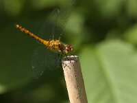 Sympetrum sanguineum 101, Bloedrode heidelibel, Saxifraga-Jan van der Straaten