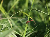 Sympetrum sanguineum 124, Bloedrode heidelibel, Saxifraga-Peter Meininger
