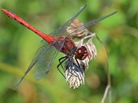 Sympetrum sanguineum 128, Bloedrode heidelibel, Saxifraga-Tom Heijnen