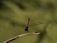 Sympetrum sanguineum 17, Bloedrode heidelibel, male, Saxifraga-Jan van der Straaten