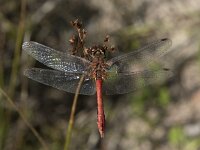 Sympetrum sanguineum 85, Bloedrode heidelibel, Saxifraga-Willem van Kruijsbergen