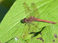Sympetrum striolatum 107, Bruinrode heidelibel, Saxifraga-Tom Heijnen