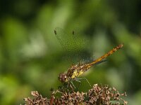 Sympetrum striolatum 68, Bruinrode heidelibel, Saxifraga-Jan van der Straaten