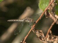 Sympetrum striolatum 80, Bruinrode heidelibel, Saxifraga-Jan van der Straaten