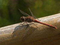 Sympetrum striolatum 86, Bruinrode heidelibel, male, Saxifraga-Jan van der Straaten
