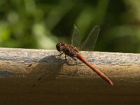 Sympetrum striolatum 96, Bruinrode heidelibel, male, Saxifraga-Jan van der Straaten
