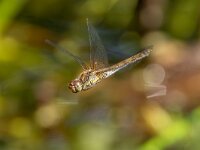 Sympetrum striolatum 97, Bruinrode heidelibel, female, Saxifraga-Bart Heijne : 2024, Ede, Sympetrum striolatum, augustus, bruinrode heidelibel, insect, libel, tuin, vliegend, vrouw, zomer