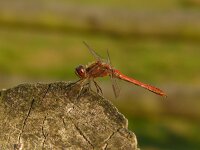 Sympetrum vulgatum 26, Steenrode heidelibel, Saxifraga-Harry van Oosterhout : insect, libel, steenrode heidelibel