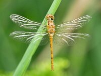 Sympetrum vulgatum 66, Steenrode heidelibel, Saxifraga-Tom Heijnen