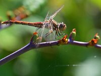 Sympetrum vulgatum 74, Steenrode heidelibel, Saxifraga-Tom Heijnen