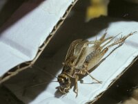 Acheta domesticus 1, Huiskrekel, male, Saxifraga-Pieter van Breugel