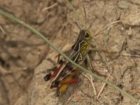 Arvyptera microaptera 3, Saxifraga-Paul Westrich