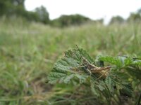 Chorthippus apricarius 5, Locomotiefje, Saxifraga-Rob Felix : Animalia, Arthropoda, Insecta, Orthoptera, animal, arthropod, dier, dieren, geleedpotige, geleedpotigen, grasshopper, insect, insecten, krekel, sprinkhaan, sprinkhanen en krekels