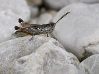 Chorthippus pullus 1, Saxifraga-Mark Zekhuis