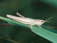 Chrysochraon dispar 4, Gouden sprinkhaan, female, Saxifraga-Edo van Uchelen