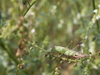Conocephalus discolor 7, Zuidelijk Spitskopje, Saxifraga-Peter Meininger