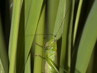 Conocephalus discolor 9, Zuidelijk spitskopje, Saxifraga-Paul Westrich