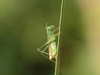 Conocephalus dorsalis 3, Spitskopje, Saxifraga-Jaap Bouwman