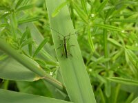 Conocephalus dorsalis 5, Spitskopje, Saxifraga-Peter Meininger