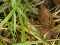 Conocephalus dorsalis #09049 : Conocephalus dorsalis, Short-winged cone-head, Gewoon spitskopje, vrouwtje