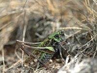 Decticus verrucivorus 5, Wrattenbijter, Saxifraga-Jaap Bouwman