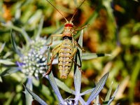 Ephippiger discoidalis 2, Balkanzadelsprinkhaan, Saxifraga-Joep Steur