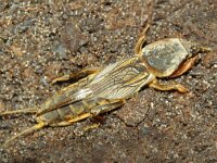 Gryllotalpa gryllotalpa 2, Veenmol, Foto Fitis-Sytske Dijksen