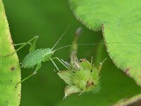 Leptophyes punctatissima 34, Struiksprinkhaan, Saxifraga-Tom Heijnen