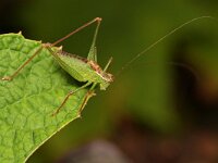 Leptophyes punctatissima 39, Struiksprinkhaan, Saxifraga-Tom Heijnen