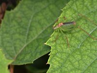 Leptophyes punctatissima 40, Struiksprinkhaan, Saxifraga-Tom Heijnen