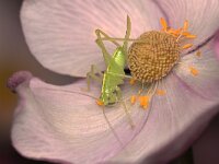 Meconema sp 2, Saxifraga-Tom Heijnen