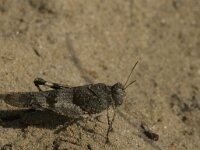 Oedipoda caerulescens 20, Blauwvleugelsprinkhaan, Saxifraga-Jan van der Straaten