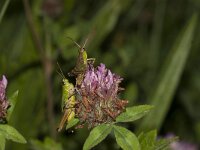 Omocestus viridulus 2, Wekkertje, female and  male, Saxifraga-Paul Westrich