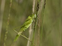 Phaneroptera falcata 10, Sikkelsprinkhaan, Saxifraga-Jan van der Straaten
