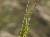 Phaneroptera falcata 11, Sikkelsprinkhaan, Saxifraga-Jan van der Straaten