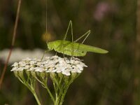 Phaneroptera falcata 13, female, Sikkelsprinkhaan, Saxifraga-Paul Westrich