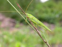 Phaneroptera falcata 2, Sikkelsprinkhaan, Saxifraga-Peter Meininger