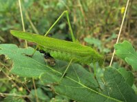 Phaneroptera falcata 4, Sikkelsprinkhaan, Saxifraga-Rutger Barendse
