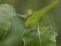 Phaneroptera falcata 5, Sikkelsprinkhaan, Saxifraga-Willem van Kruijsbergen