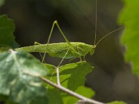Phaneroptera falcata 6, Sikkelsprinkhaan, Saxifraga-Willem van Kruijsbergen